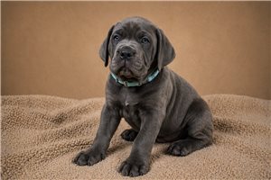 Titan - Cane Corso Mastiff for sale