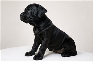 Aria - Cane Corso Mastiff for sale