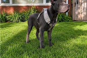 Hercules - Cane Corso Mastiff for sale