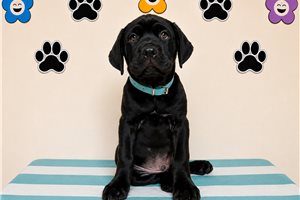 Sarge - Cane Corso Mastiff for sale