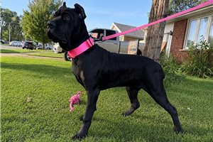 Aria - Cane Corso Mastiff for sale