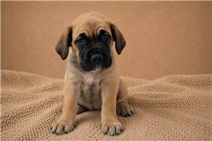 Aimee - Cane Corso Mastiff for sale