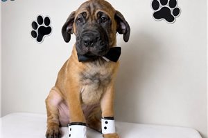 Alexander - Cane Corso Mastiff for sale