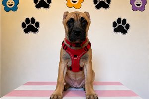 Aimee - Cane Corso Mastiff for sale
