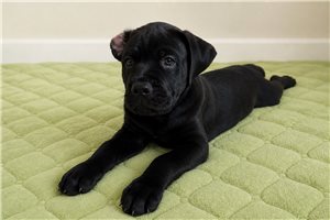 Sarge - Cane Corso Mastiff for sale