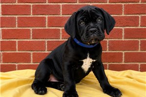 Zeus - Cane Corso Mastiff for sale