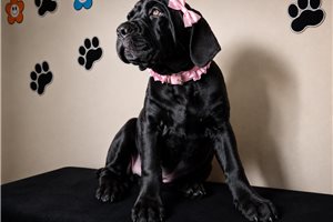 Aria - Cane Corso Mastiff for sale