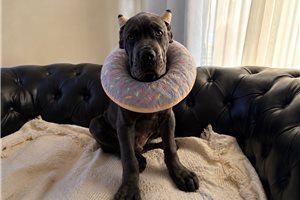 Hercules - Cane Corso Mastiff for sale