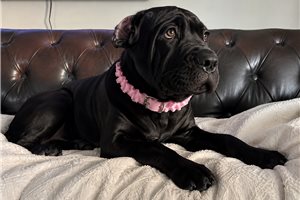Aria - Cane Corso Mastiff for sale