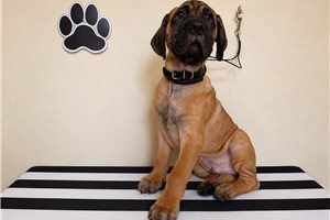 Alexander - Cane Corso Mastiff for sale