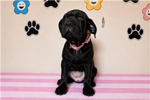 Aria - Cane Corso Mastiff for sale