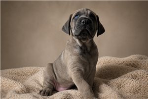 Sarge - Cane Corso Mastiff for sale