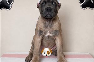Astor - Cane Corso Mastiff for sale