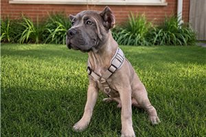 Astor - Cane Corso Mastiff for sale