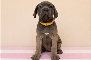 Athena - Cane Corso Mastiff for sale