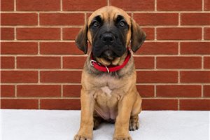 Aimee - Cane Corso Mastiff for sale