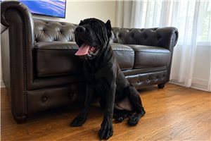 Aria - Cane Corso Mastiff for sale