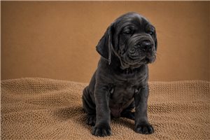 Hercules - Cane Corso Mastiff for sale