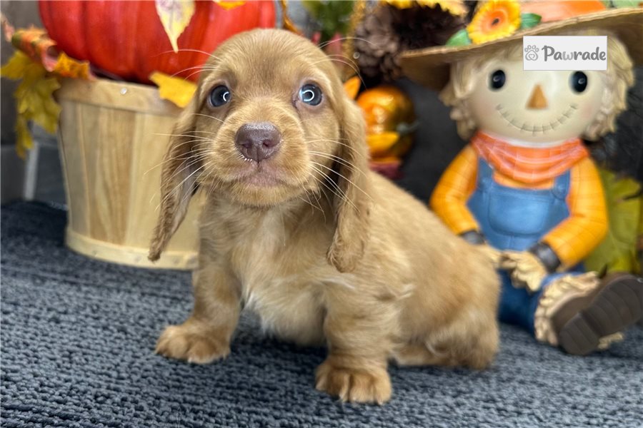 Graham - Tweenie Dachshund for sale