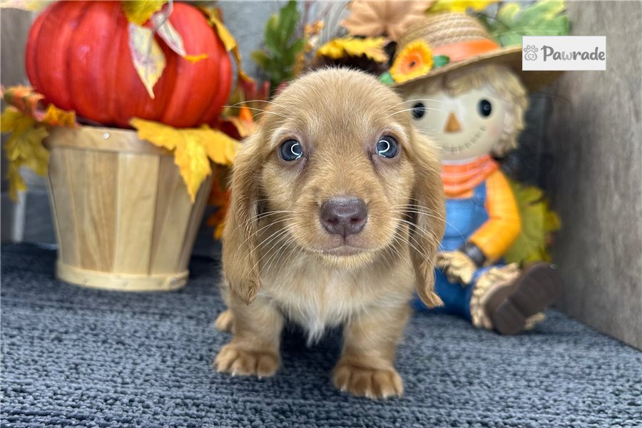 Garth - Tweenie Dachshund for sale