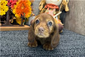 Emma - Dachshund, Mini for sale