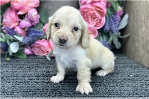 Daisy - Dachshund, Tweenie for sale