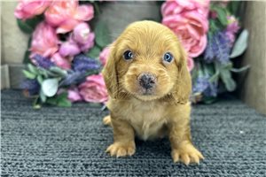 Dustin - puppy for sale
