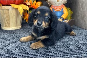 Ferdinand - Mini Dachshund for sale