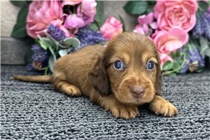 Edwin - puppy for sale