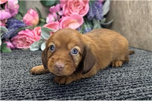 Emma - puppy for sale