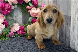Andy - Dachshund, Mini for sale