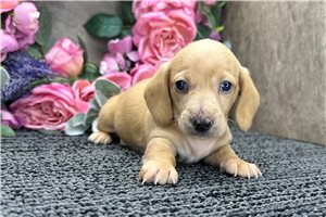 Einstein - Mini Dachshund for sale