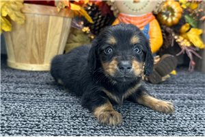 Ferdinand - puppy for sale