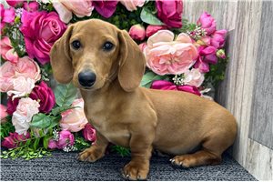 Cedrick - Dachshund, Mini for sale