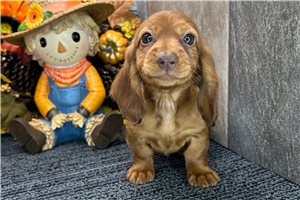 Emma - Mini Dachshund for sale