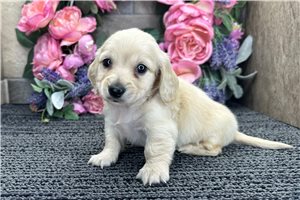 Dino - Dachshund, Tweenie for sale