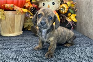 Freddie - Mini Dachshund for sale