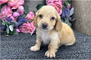 Dylan - puppy for sale
