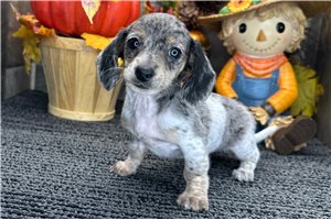 Faith - Mini Dachshund for sale