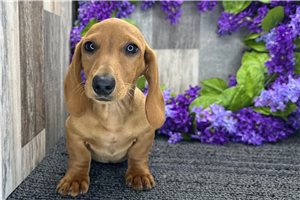 Cedrick - Dachshund, Mini for sale