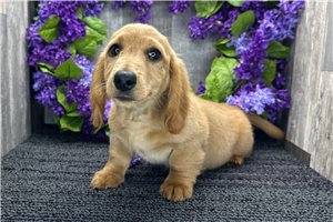 Andy - Dachshund, Mini for sale