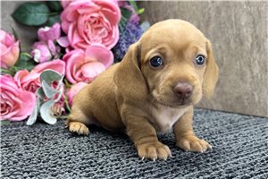 Erica - puppy for sale