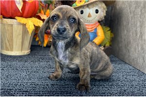 Freddie - Mini Dachshund for sale