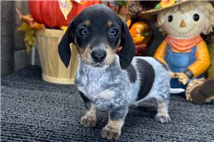 Farrah - Mini Dachshund for sale