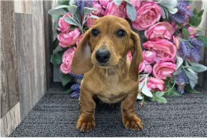 Cedrick - Dachshund, Mini for sale