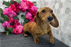 Cedrick - Dachshund, Mini for sale