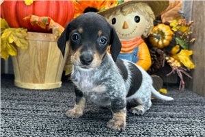 Farrah - Mini Dachshund for sale