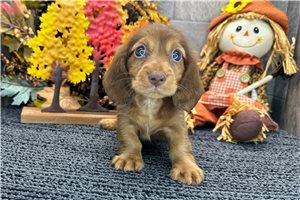 Edwin - puppy for sale