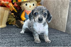 Faith - puppy for sale