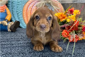 Emma - Mini Dachshund for sale